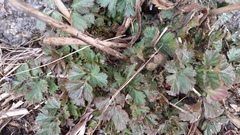 Geum aleppicum