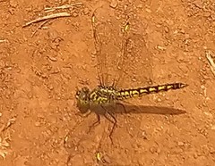 Brachythemis
