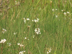 Cardamine penduliflora