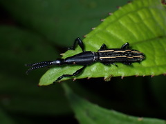 Brentus approximatus