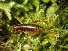 Hemiandrus maculifrons