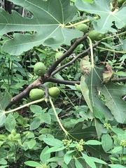 Image of Ficus carica
