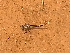 Brachythemis