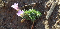 Oxalis hirta