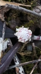 Antennaria solitaria