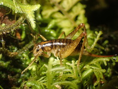 Hemiandrus maculifrons