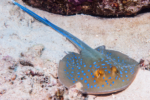 Bluespotted Fantail Ray, photo 10 of 10