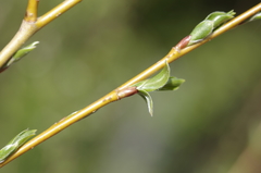 Salix lutea