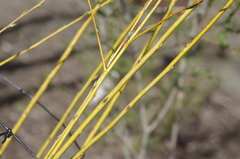 Salix lutea