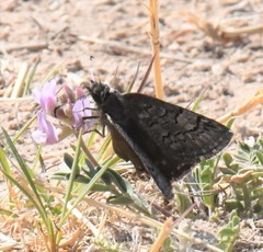 Erynnis brizo