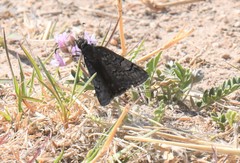 Erynnis brizo