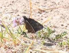 Erynnis brizo