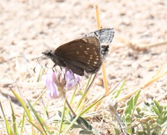 Erynnis brizo