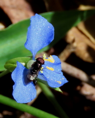 Eumerus argyrogaster
