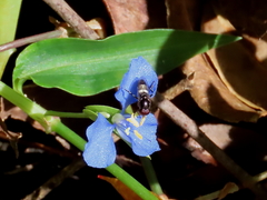 Eumerus argyrogaster