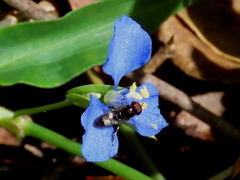 Eumerus argyrogaster