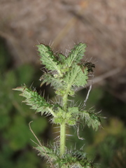 Urtica echinata