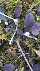 Antennaria solitaria