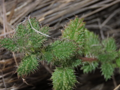 Urtica echinata