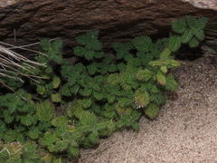 Urtica echinata