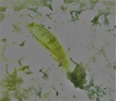 Cryptocentrus cinctus