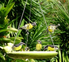 Coereba flaveola sanctithomae