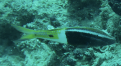 Parupeneus barberinoides