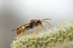 Nomada