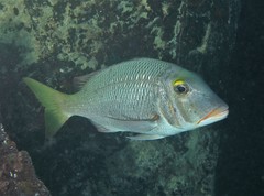 Lethrinus atkinsoni