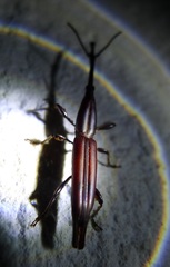 Brentidae