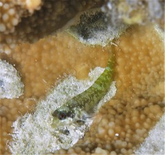 Enneapterygius similis