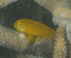 Gobiodon okinawae