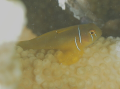 Gobiodon citrinus