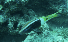 Parupeneus barberinoides