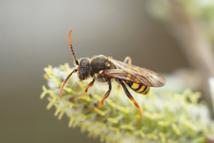 Nomada