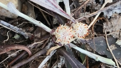 Antennaria solitaria