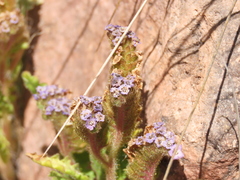 Phacelia setigera