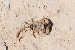 Anuroctonus phaiodactylus