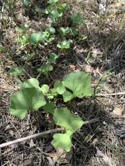 Dichondra occidentalis