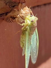 Neocicada hieroglyphica