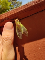 Neocicada hieroglyphica