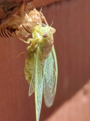 Neocicada hieroglyphica