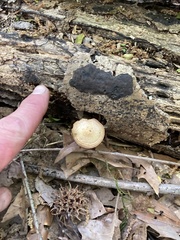 Kuehneromyces marginellus