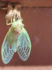 Neocicada hieroglyphica