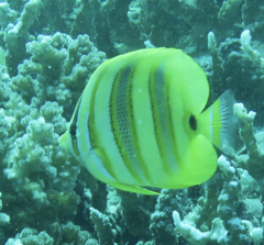 Chaetodon rainfordi