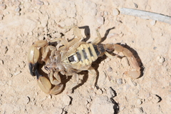 Anuroctonus phaiodactylus