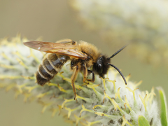 Andrena