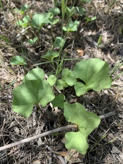 Dichondra occidentalis