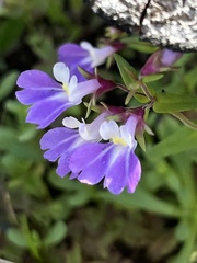 Collinsia violacea
