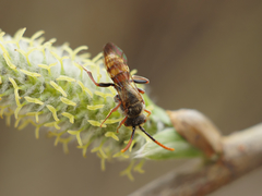 Nomada